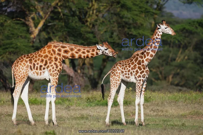: Rothschild's Giraffe : Rothschild's Giraffe