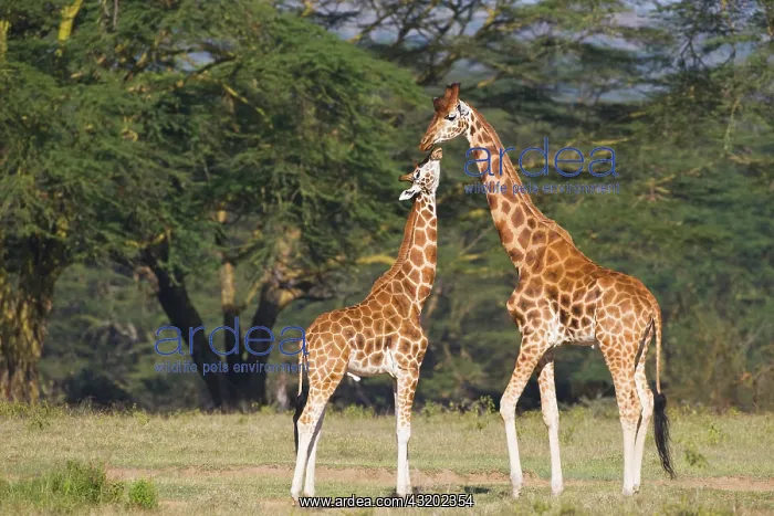 : Rothschild's Giraffe : Rothschild's Giraffe