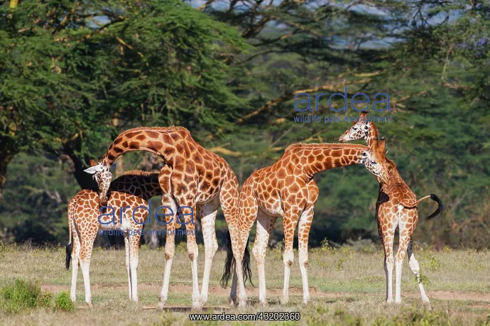 : Rothschild's Giraffe : Rothschild's Giraffe