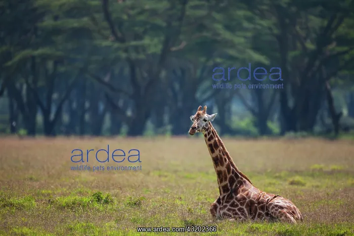 : Rothschild's Giraffe : Rothschild's Giraffe
