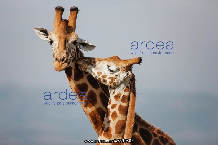 : Rothschild's Giraffe : Rothschild's Giraffe