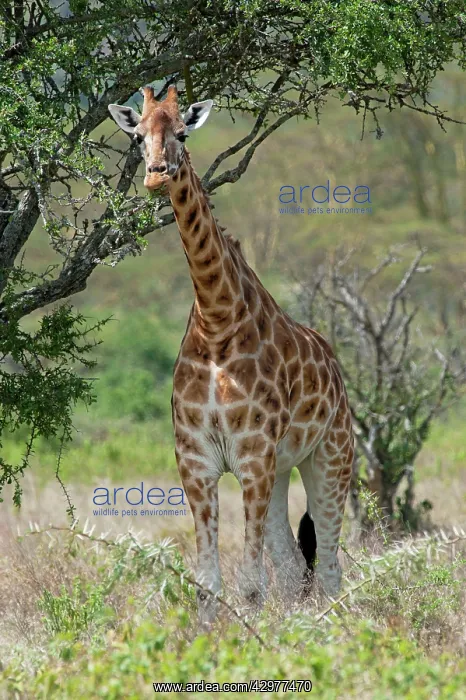 : Rothschild's Giraffe - feeding on tree : Rothschild's Giraffe - feeding on tree