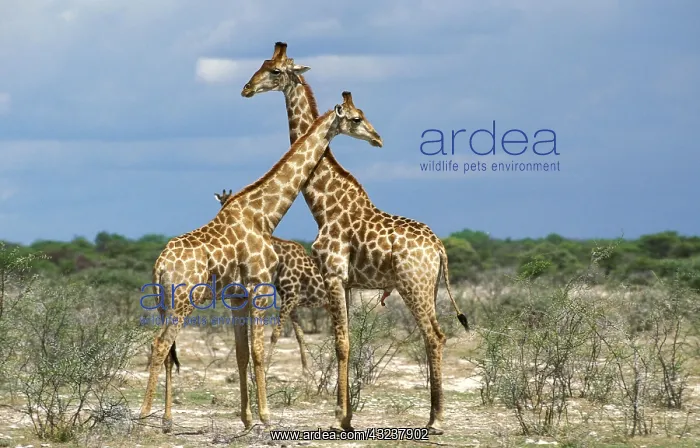 : Rothschild's Giraffe (giraffa camelopardalis rothschildi) : Rothschild's Giraffe (giraffa camelopardalis rothschildi)