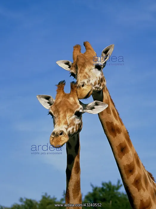 : Rothschild's Giraffe (giraffa camelopardalis rothschildi) : Rothschild's Giraffe (giraffa camelopardalis rothschildi)