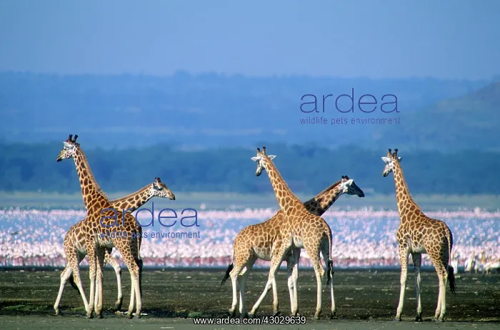 : Rothschild's Giraffe Lake Nakuru Kenya Africa : Rothschild's Giraffe Lake Nakuru Kenya Africa