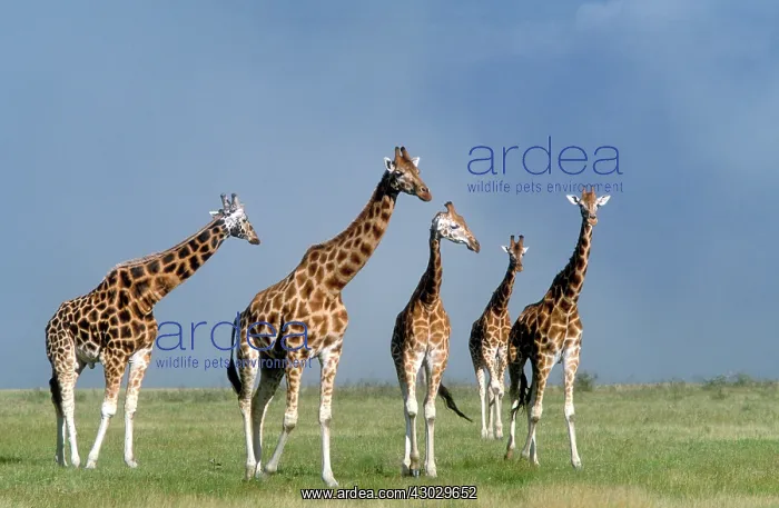 : Rothschild's Giraffe Lake Nakuru Kenya Africa : Rothschild's Giraffe Lake Nakuru Kenya Africa