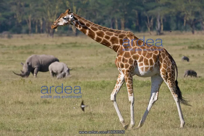 : A Rothschild's Giraffe at Lake Nakuru NP : A Rothschild's Giraffe at Lake Nakuru NP