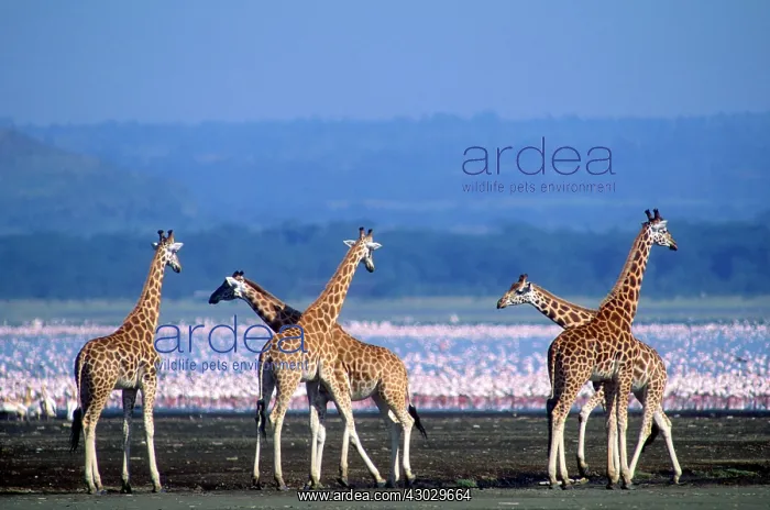 : Rothschild's Giraffe and Lesser Flamingos on Lake : Rothschild's Giraffe and Lesser Flamingos on Lake