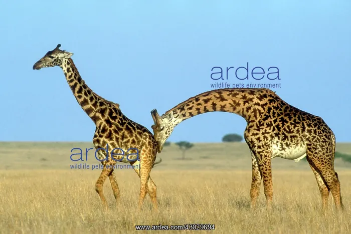 : Rothschild's Giraffe male giraffe testing female's : Rothschild's Giraffe male giraffe testing female's