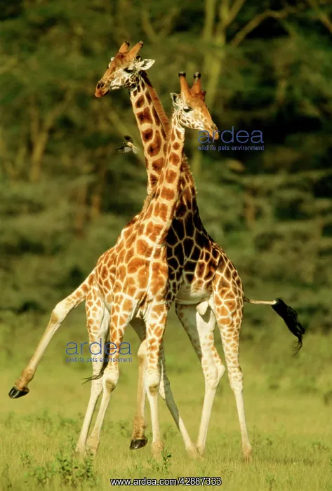  : Rothschild's Giraffe - x2