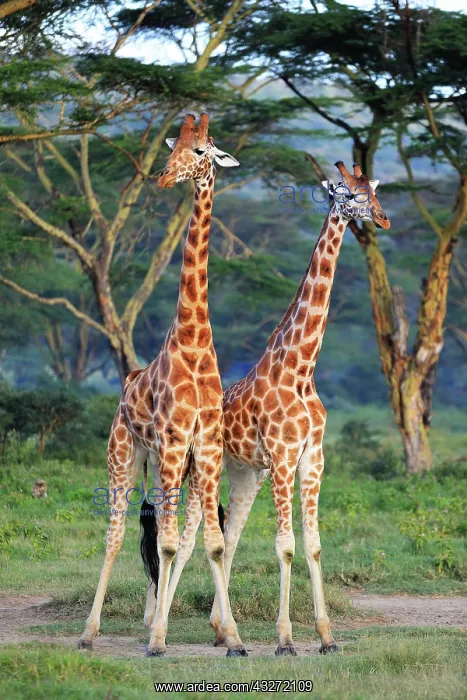 : Rothschild?s Giraffes (Giraffa camelopardalis rothschildi) : Rothschild?s Giraffes (Giraffa camelopardalis rothschildi)
