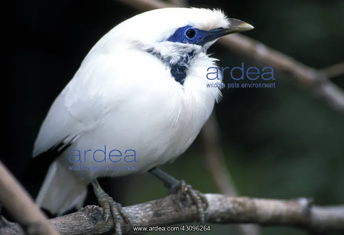 : Rothschild's Mynah : Rothschild's Mynah