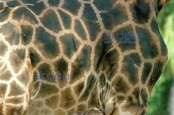 : Rothschild's / Ugandan Giraffe -Smale - spot pattern of skin : Rothschild's / Ugandan Giraffe -Smale - spot pattern of skin