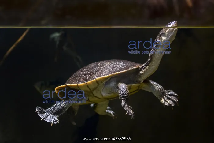 : Roti Island snake-necked turtle (Chelodina mccordi) : Roti Island snake-necked turtle (Chelodina mccordi)