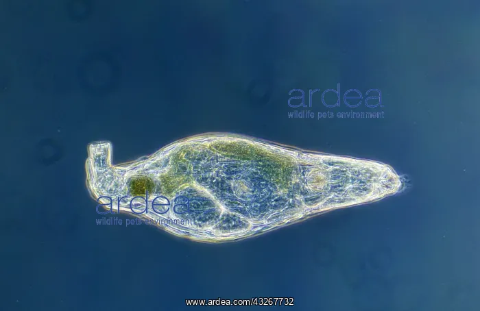 : Rotifer (Rotaria rotatoria) a microscopically s : Rotifer (Rotaria rotatoria) a microscopically s