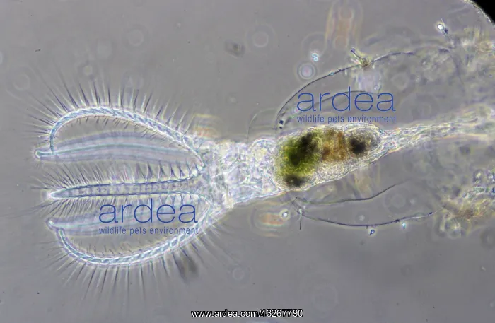 : Rotifer (Rotaria rotatoria) a microscopically s : Rotifer (Rotaria rotatoria) a microscopically s