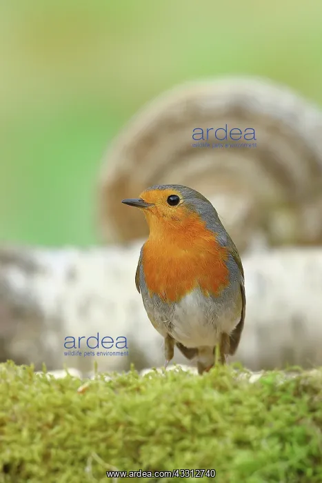 : Rotkehlchen (Erithacus rubecula) sitzt auf Waldboden : Rotkehlchen (Erithacus rubecula) sitzt auf Waldboden