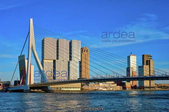 : Rotterdam cityscape with Erasmus bridge over Nieuwe : Rotterdam cityscape with Erasmus bridge over Nieuwe
