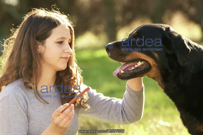  : Rotteweiler - being fed treat by girl