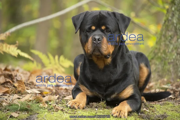  : Rottweiler