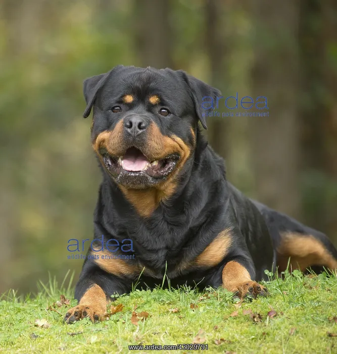  : Rottweiler