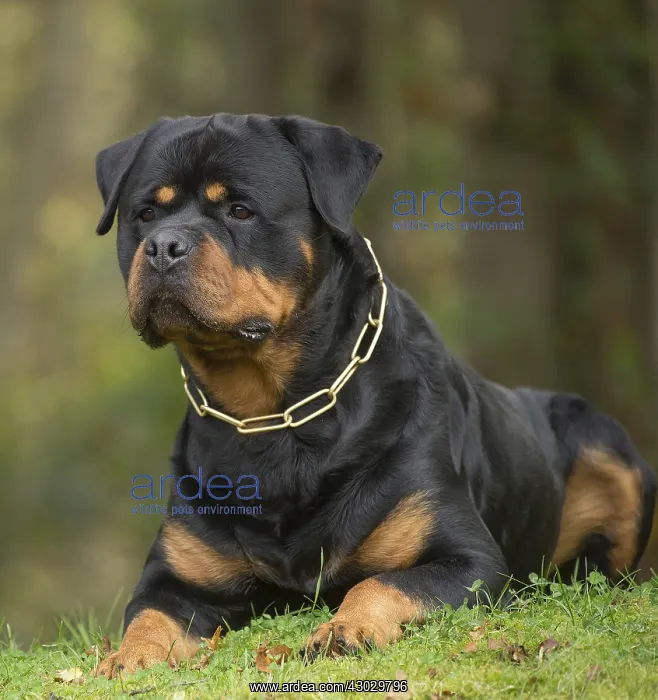  : Rottweiler