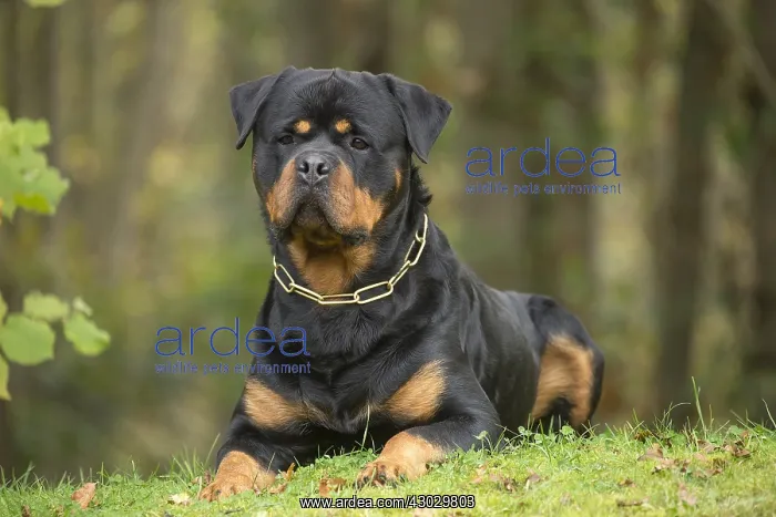  : Rottweiler