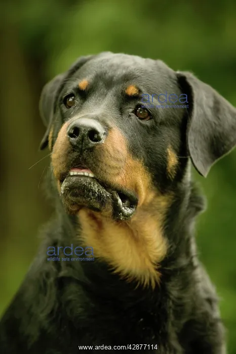 : Rottweiler DOG : Rottweiler DOG