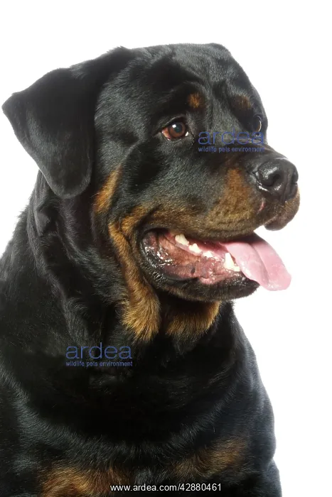 : Rottweiler Dog : Rottweiler Dog
