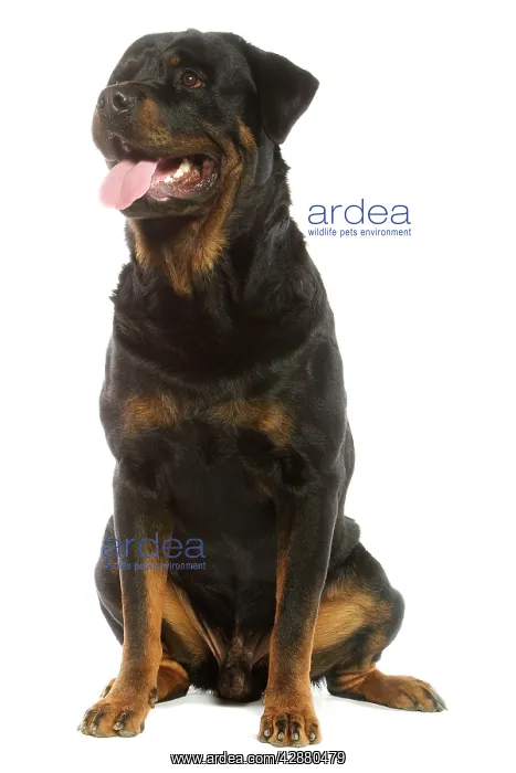 : Rottweiler Dog : Rottweiler Dog