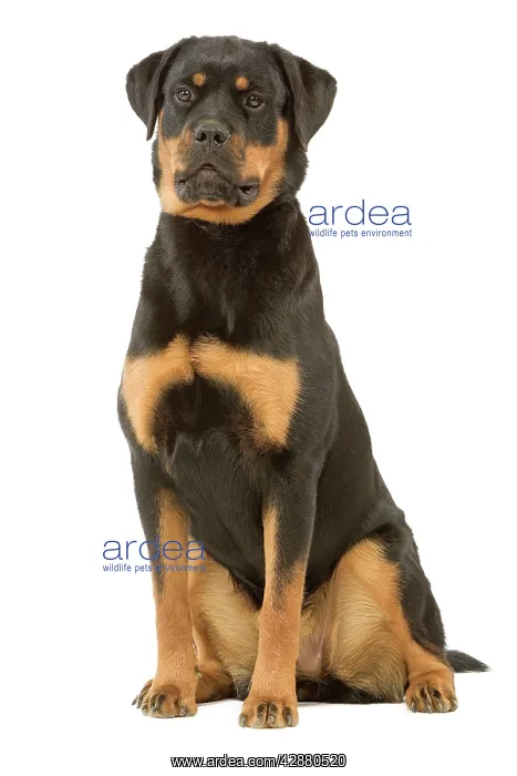  : Rottweiler Dog