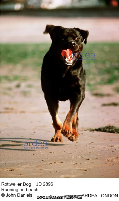 : Rottweiler Dog : Rottweiler Dog