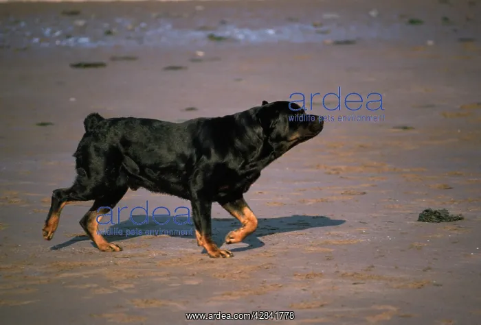 : ROTTWEILER DOG - ON BEACH : ROTTWEILER DOG - ON BEACH
