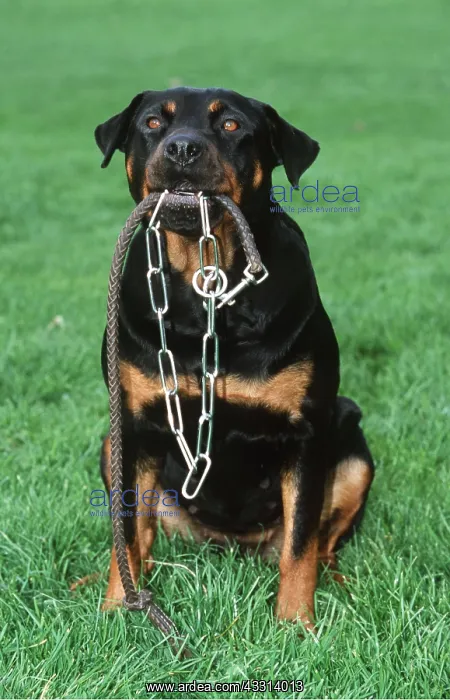 : ROTTWEILER DOG- carrying leash / lead : ROTTWEILER DOG- carrying leash / lead
