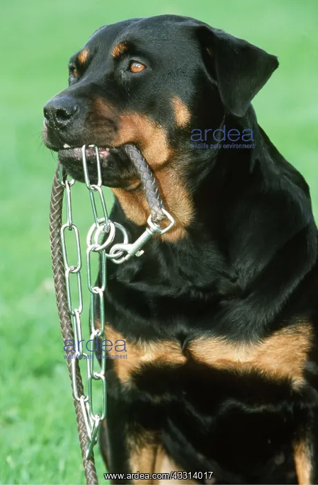 : ROTTWEILER DOG - carrying leash / lead : ROTTWEILER DOG - carrying leash / lead