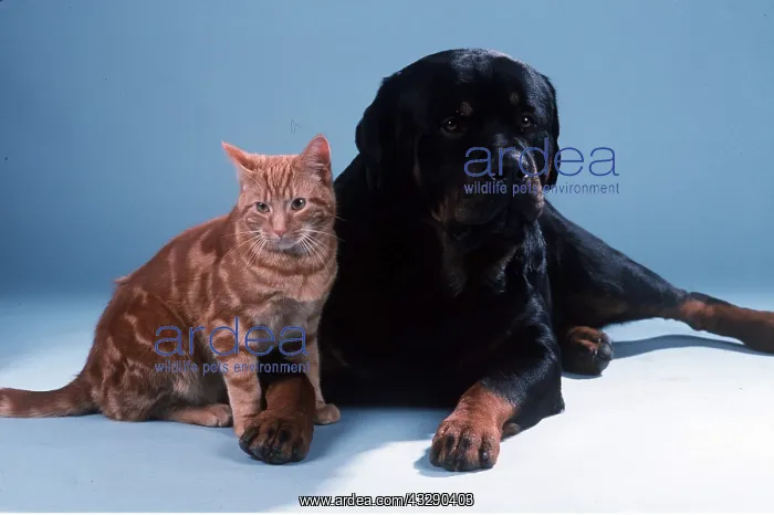 : ROTTWEILER DOG and CAT : ROTTWEILER DOG and CAT