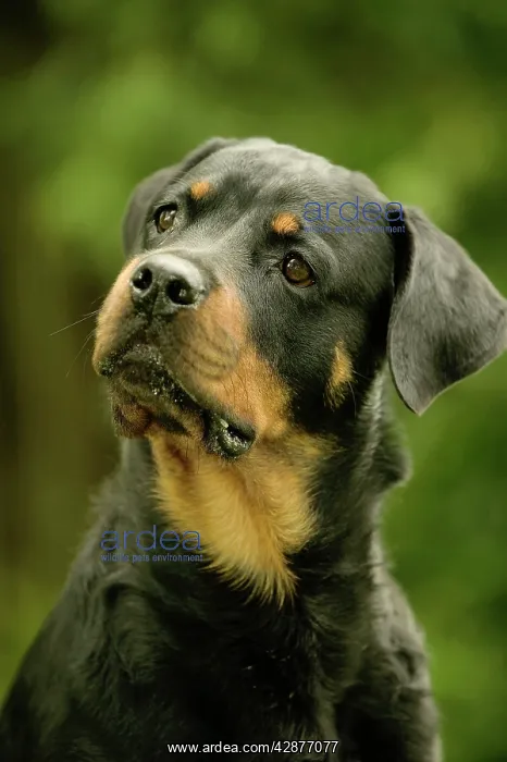 : Rottweiler DOG - with head tilted : Rottweiler DOG - with head tilted