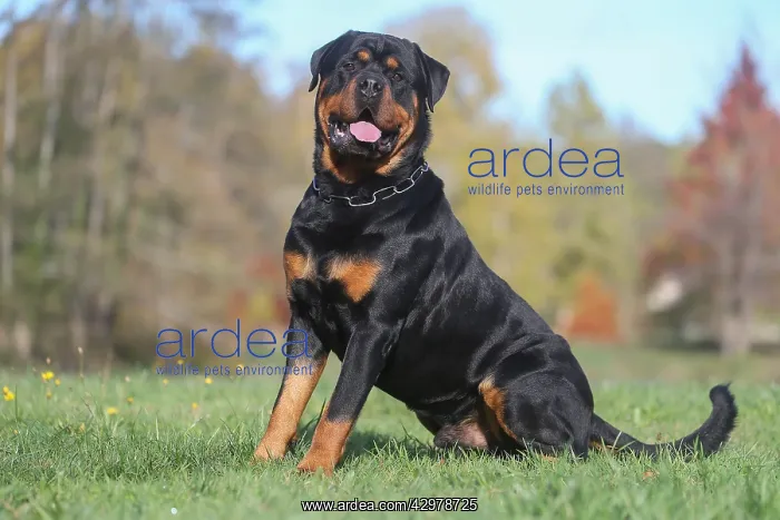 : Rottweiler dog outdoors : Rottweiler dog outdoors