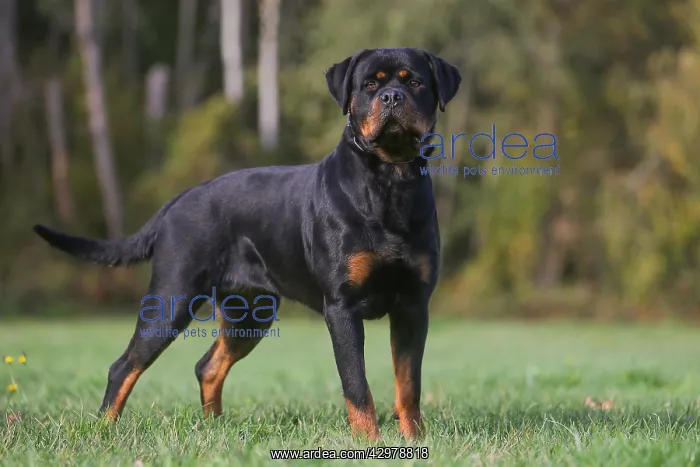 : Rottweiler dog outdoors : Rottweiler dog outdoors