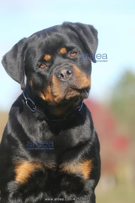 : Rottweiler dog outdoors : Rottweiler dog outdoors