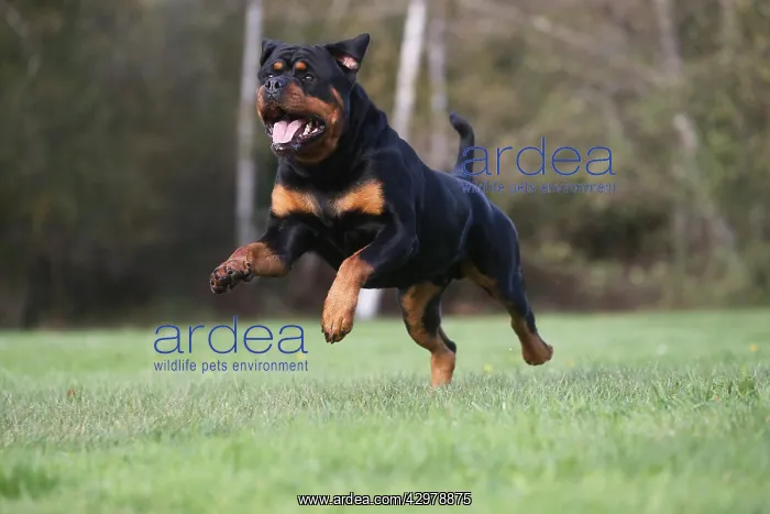 : Rottweiler dog outdoors : Rottweiler dog outdoors