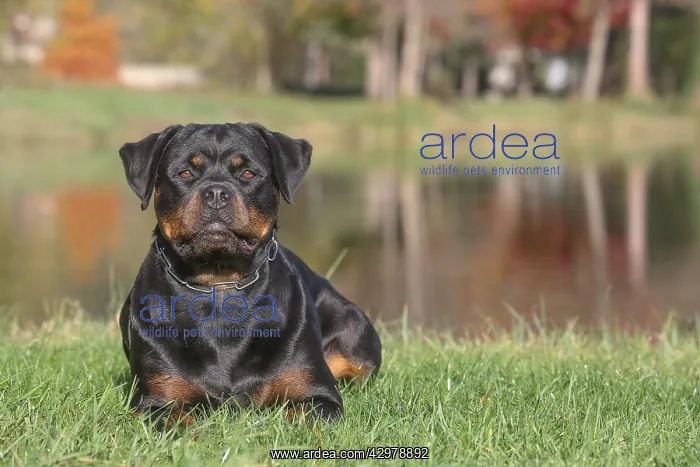 : Rottweiler dog outdoors : Rottweiler dog outdoors