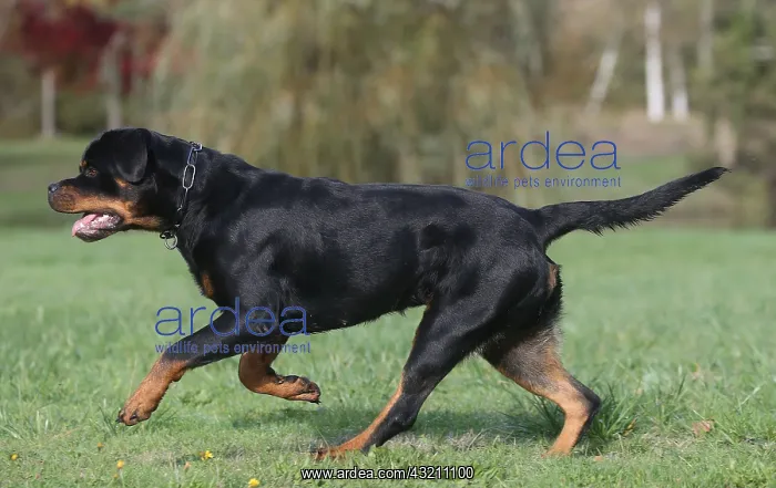 : Rottweiler dog outdoors : Rottweiler dog outdoors