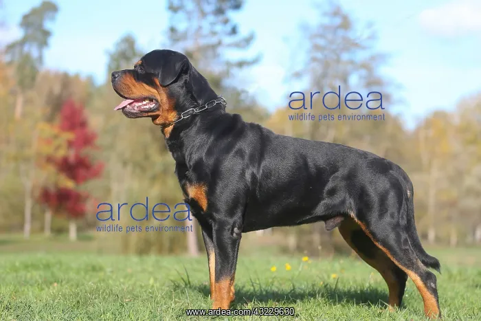 : Rottweiler dog outdoors : Rottweiler dog outdoors