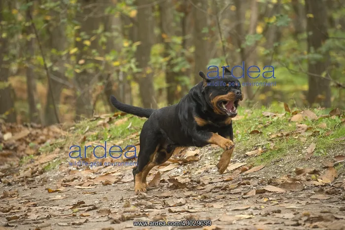  : Rottweiler dog outside