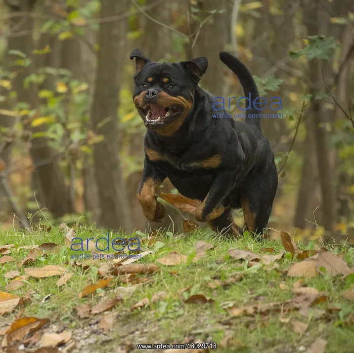  : Rottweiler dog outside