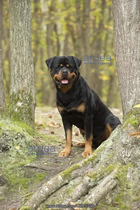  : Rottweiler dog outside