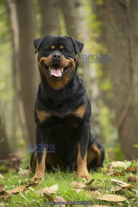 : Rottweiler dog outside : Rottweiler dog outside