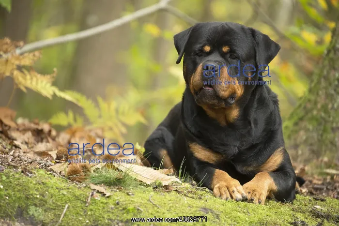  : Rottweiler dog outside