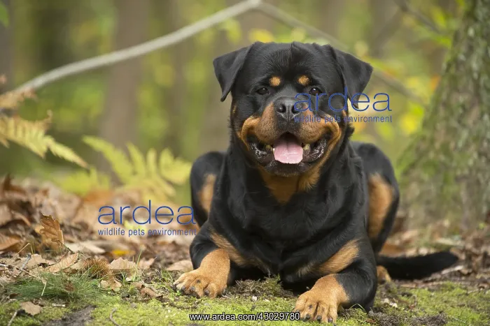 : Rottweiler dog outside : Rottweiler dog outside